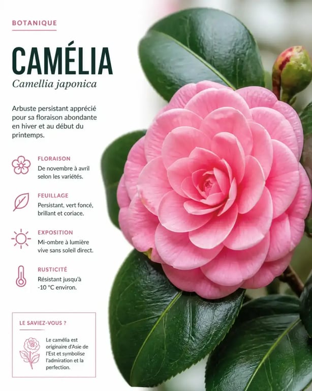 Camélia, un exemple d'arbuste fleuri persistant pour le jardin
